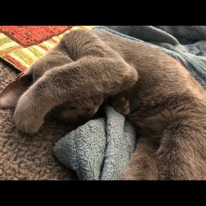 Meet your Posher, Sasan